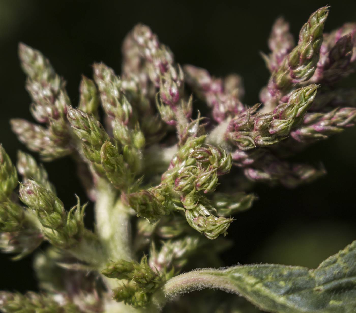 Amaranthus retroflexus image