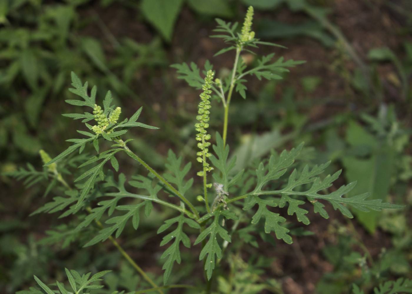 Ambrosia artemisiifolia image
