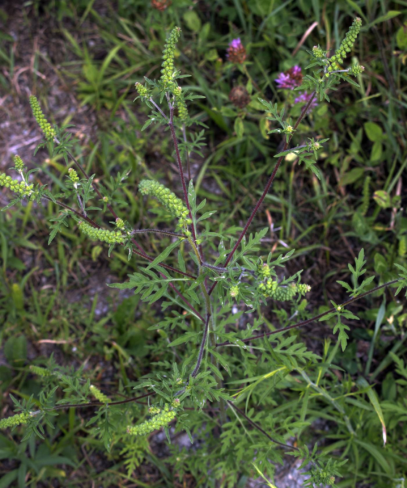 Ambrosia artemisiifolia image