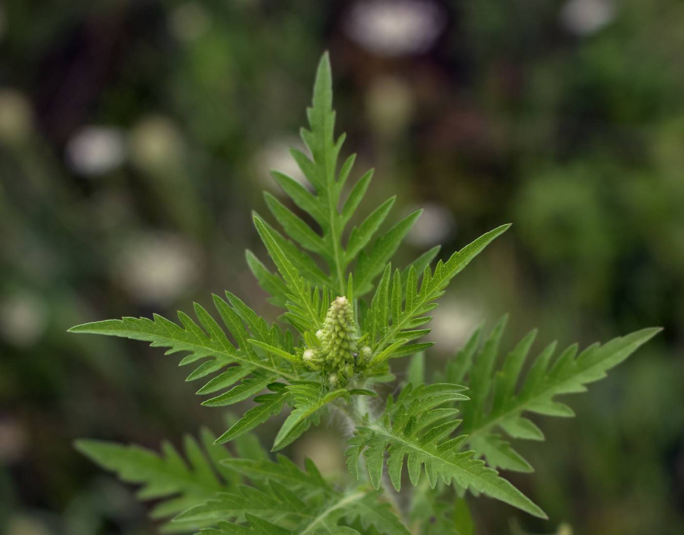 Ambrosia artemisiifolia image