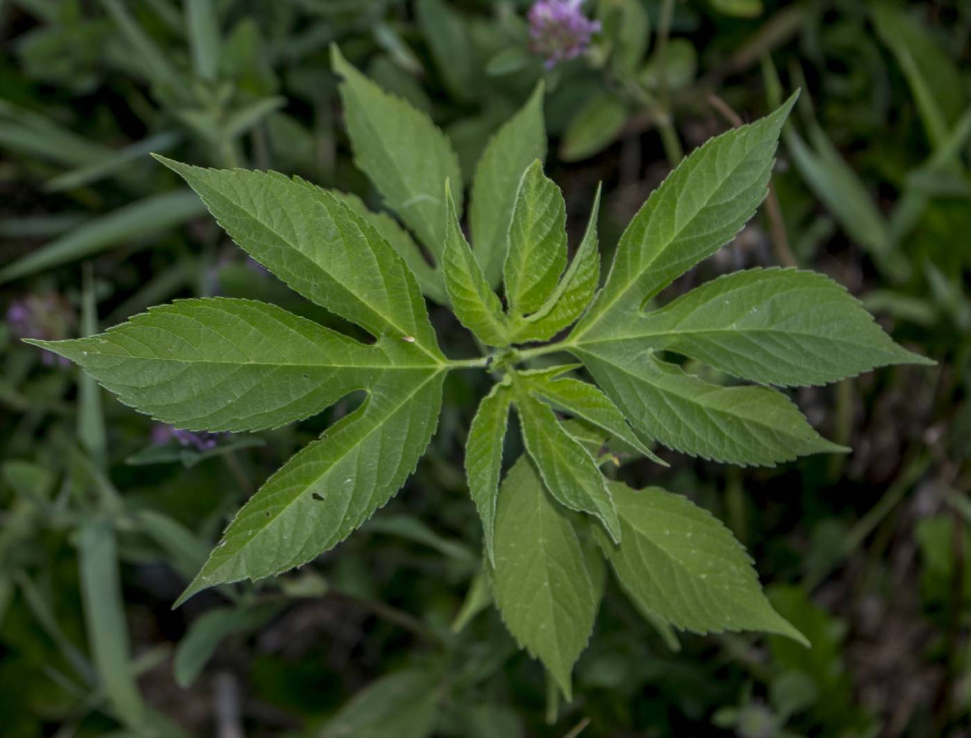 Ambrosia trifida image