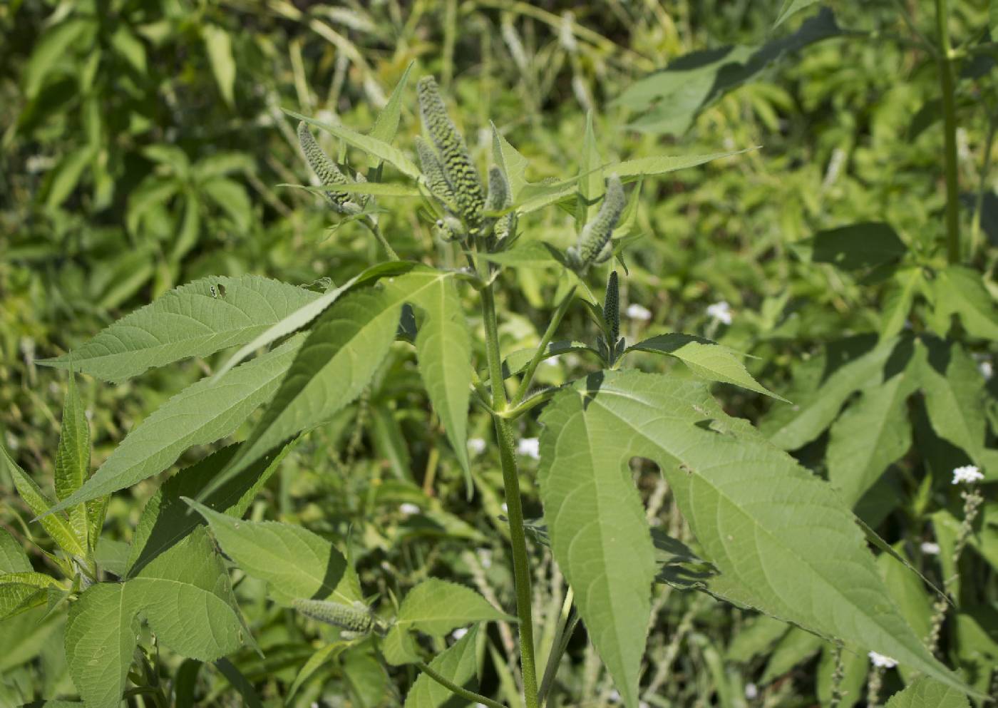 Ambrosia trifida image