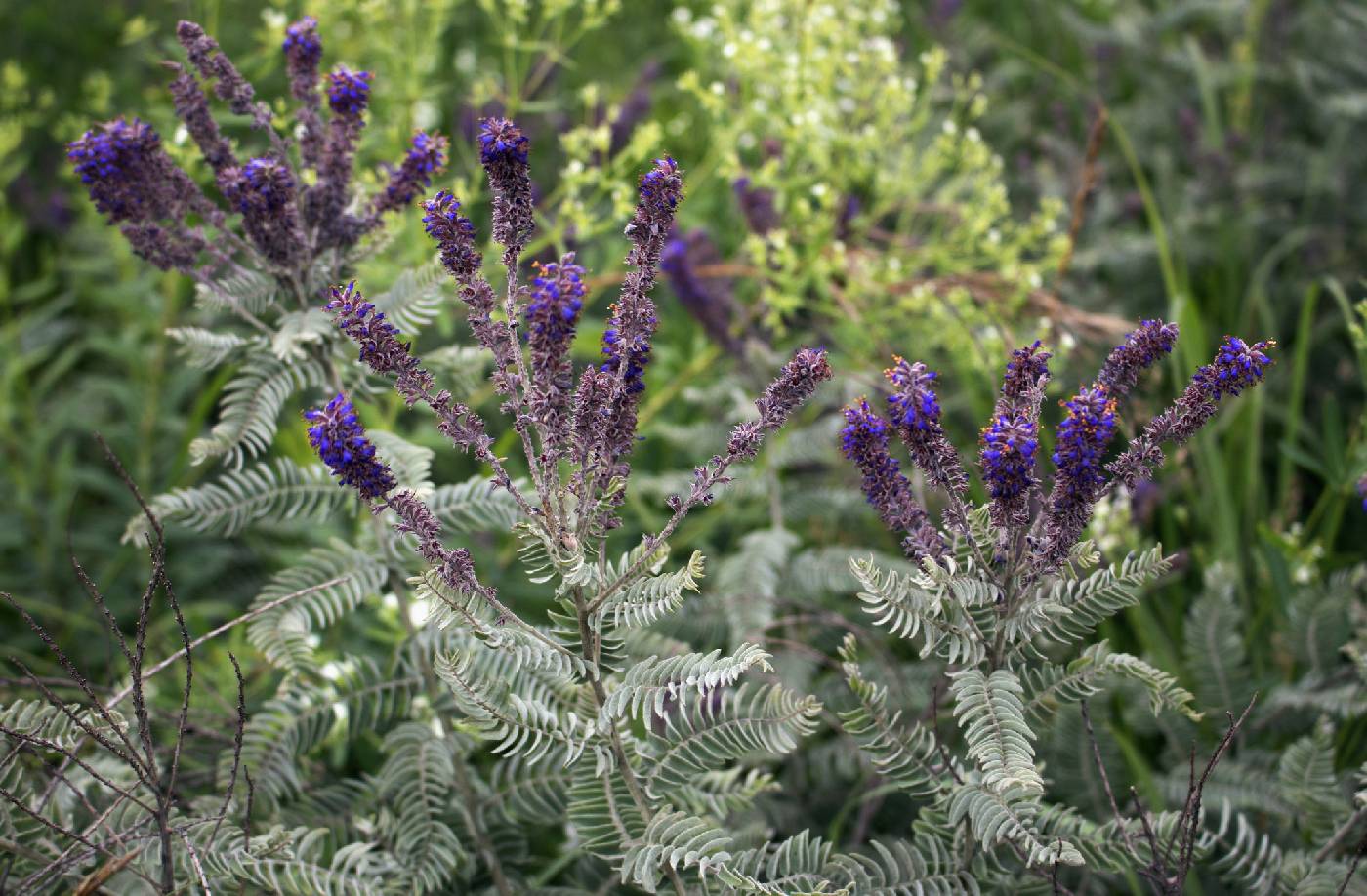 Amorpha canescens image