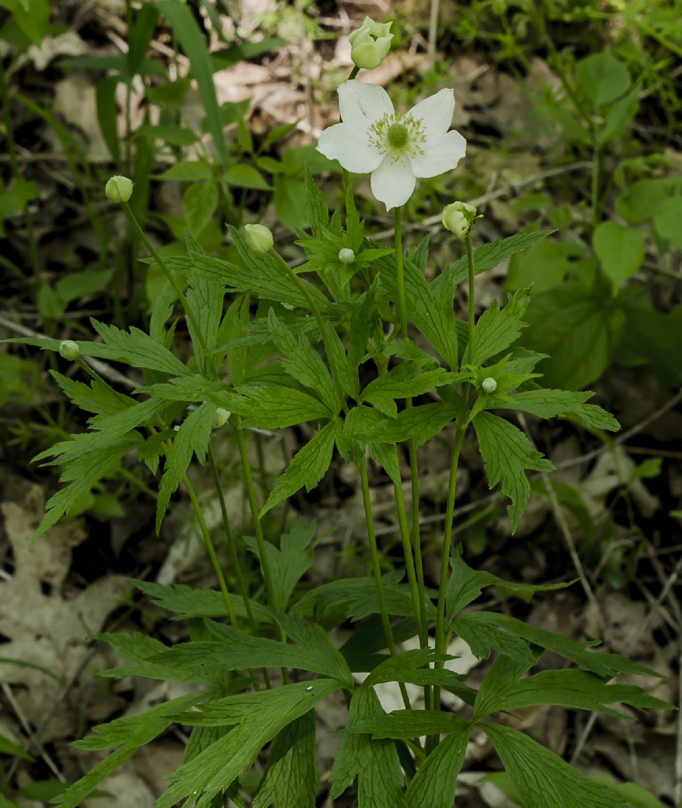 Anemone cylindrica image