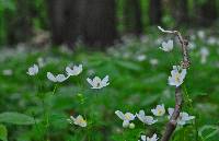 Image of Anemone quinquefolia