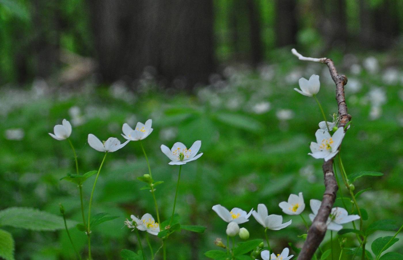 Anemone quinquefolia image