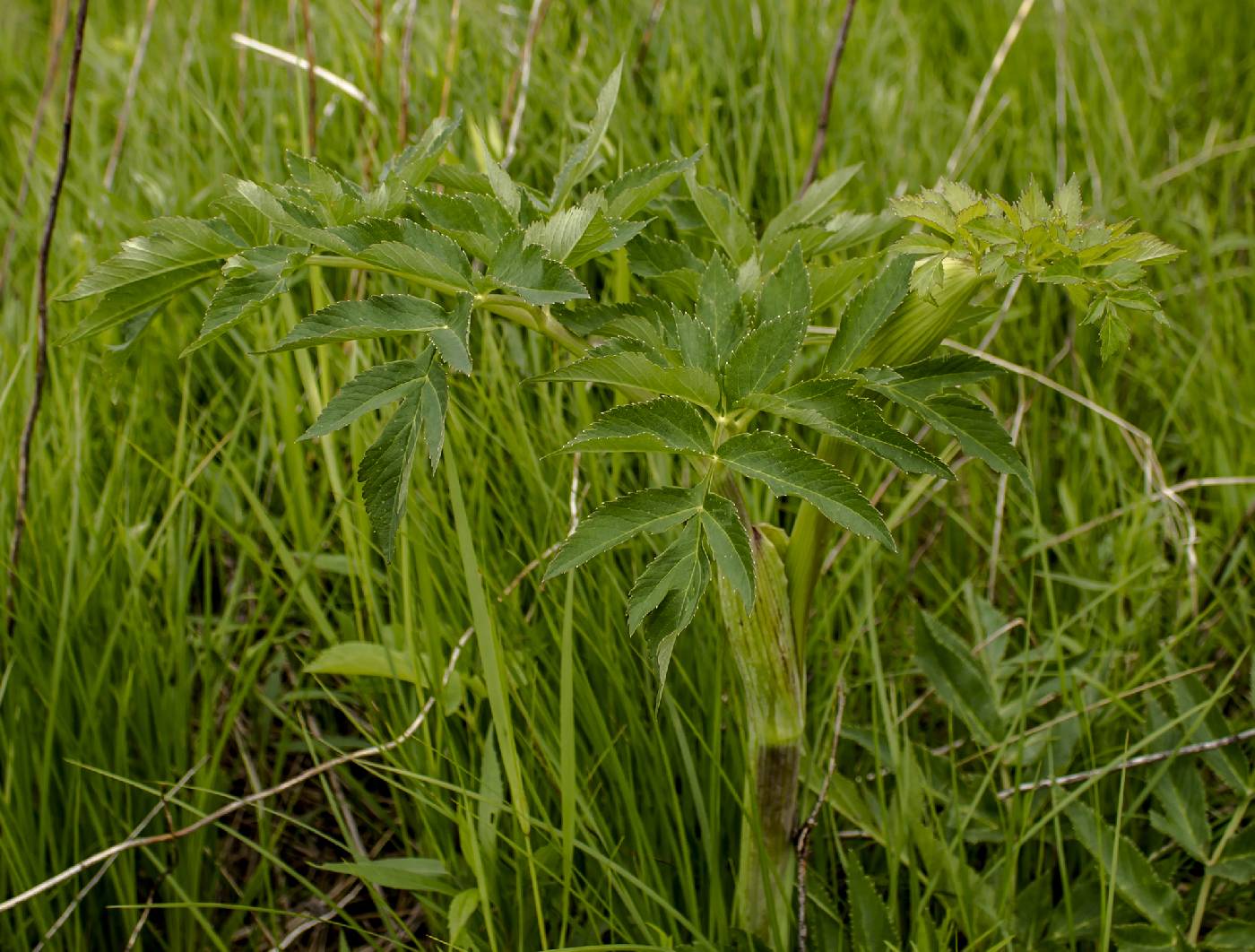 Angelica atropurpurea image