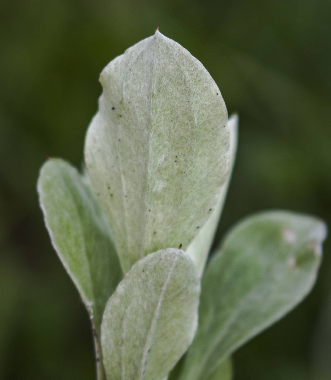 Antennaria plantaginifolia image