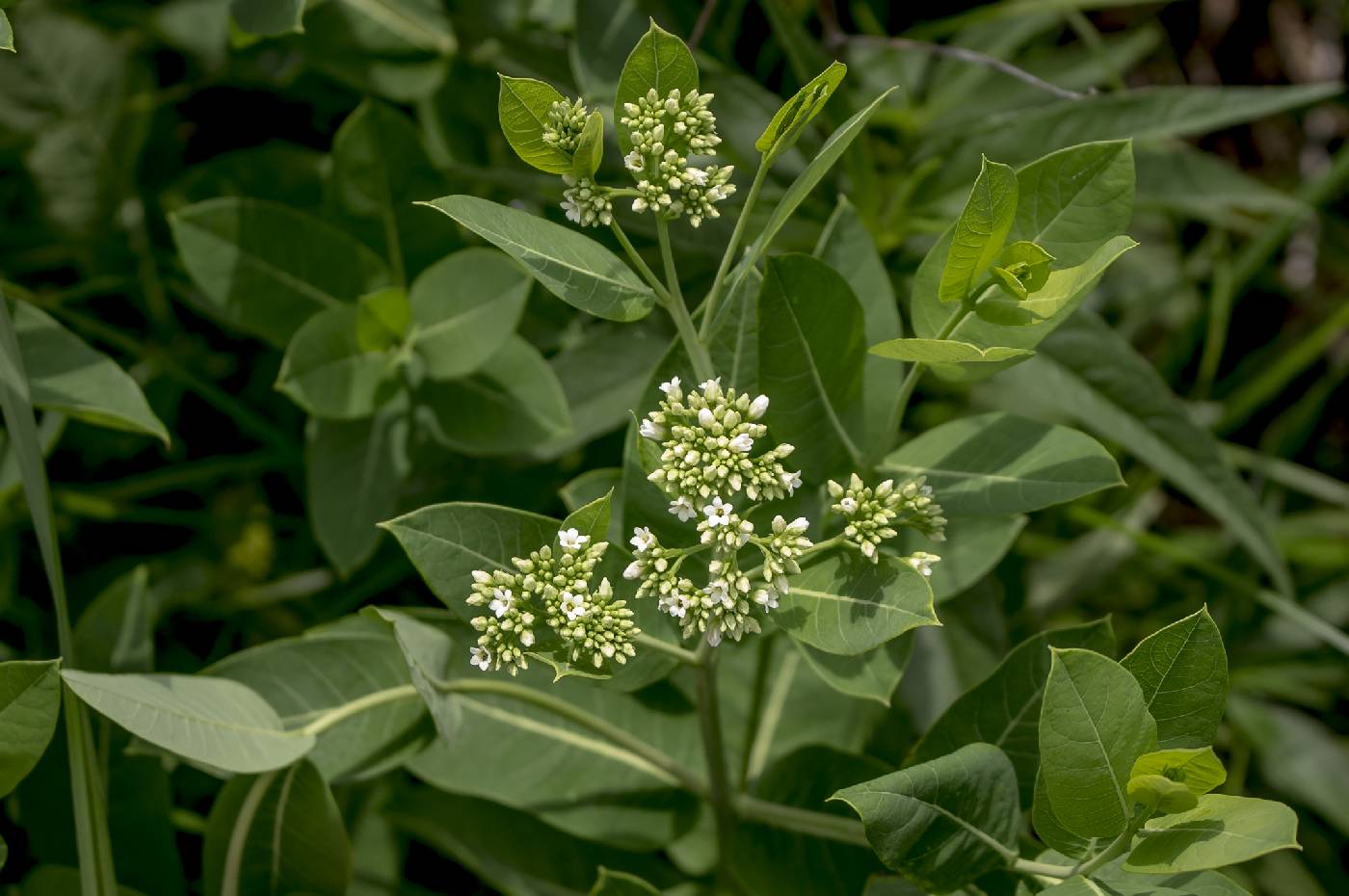 Apocynum cannabinum image
