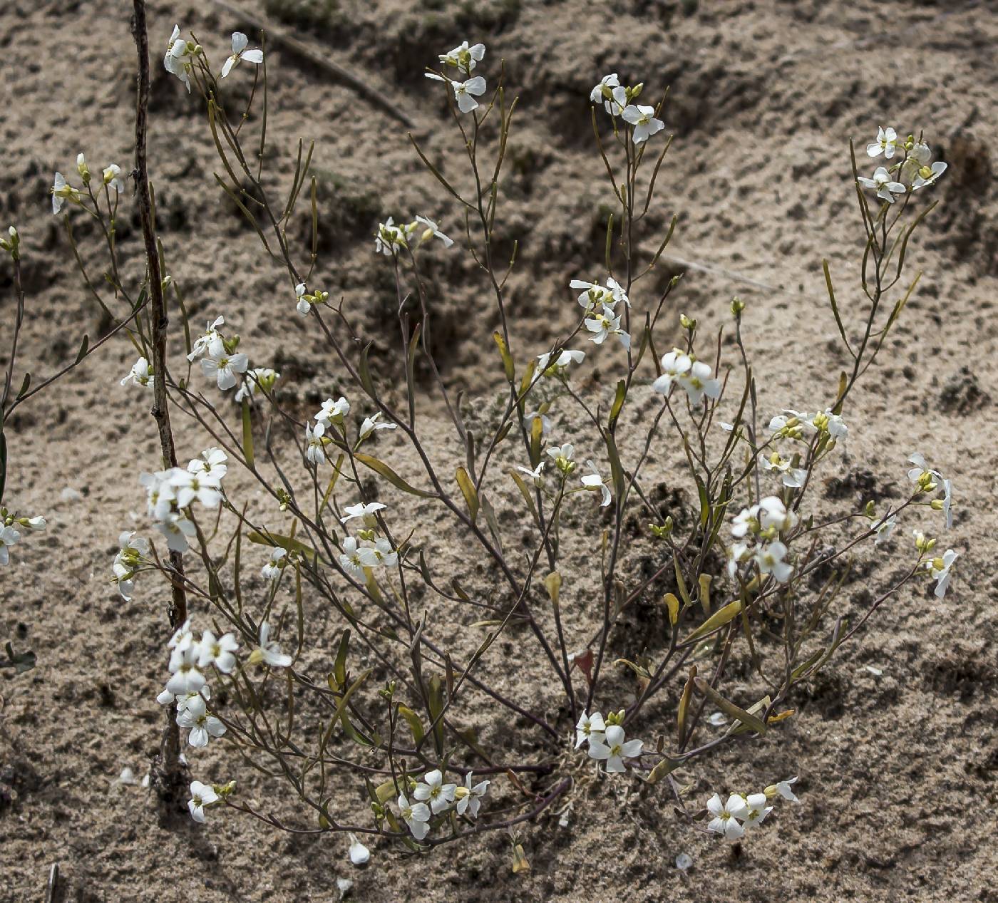 Arabidopsis lyrata image