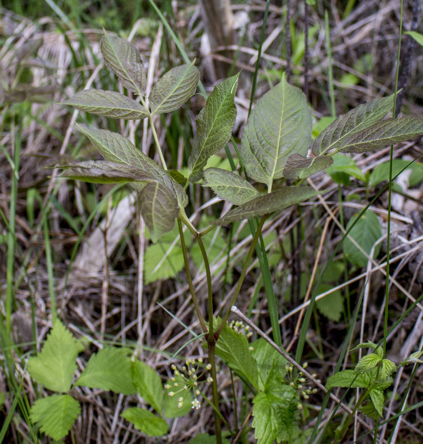 Aralia nudicaulis image