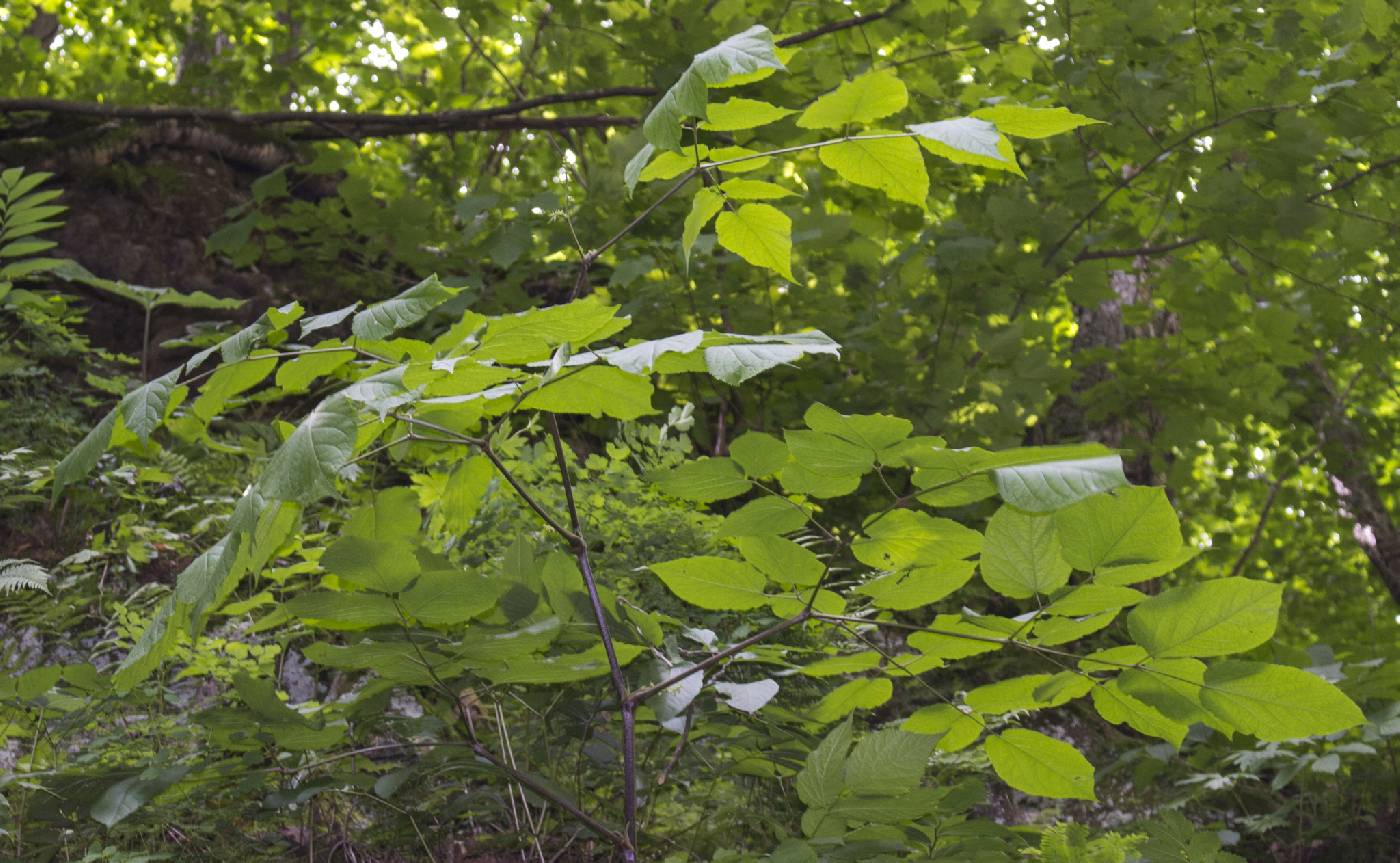 Aralia racemosa image