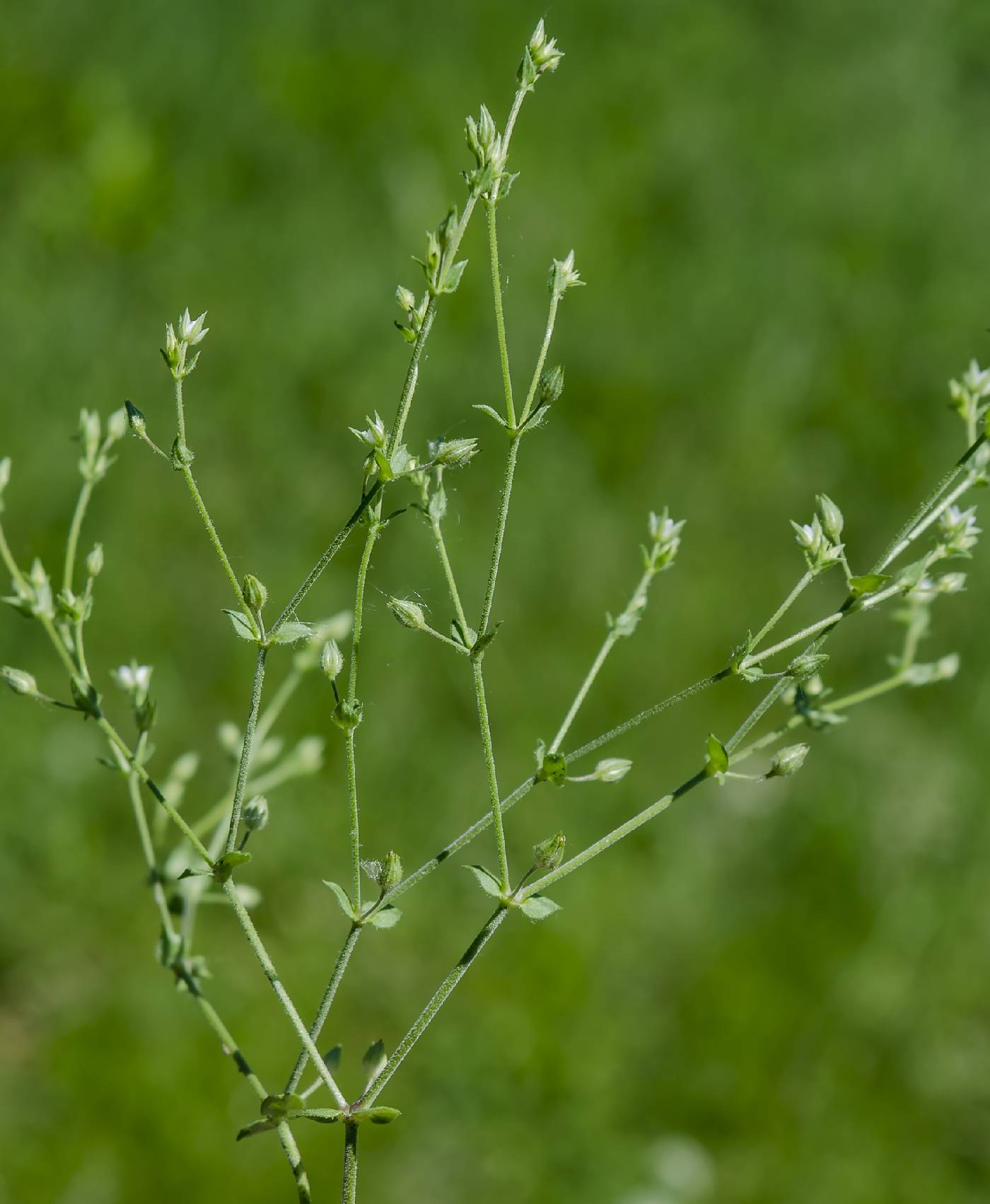Arenaria serpyllifolia image