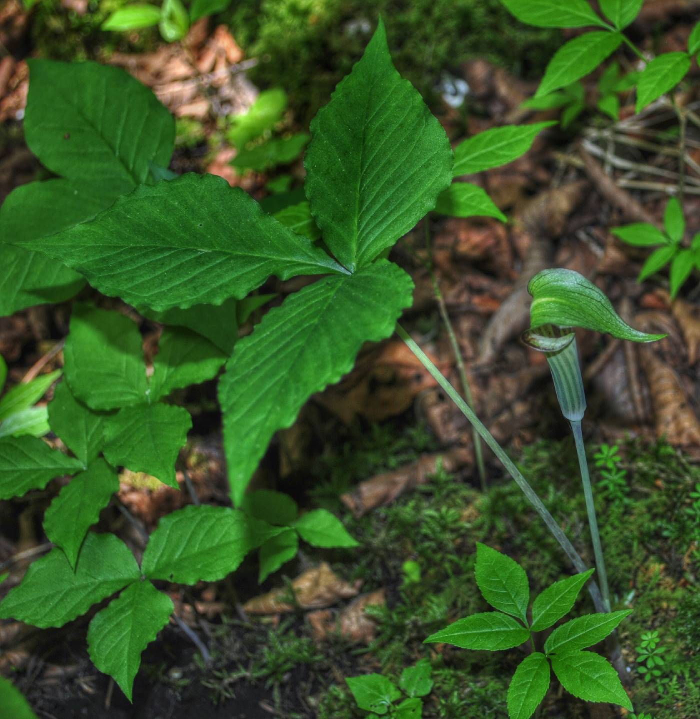 Arisaema triphyllum image