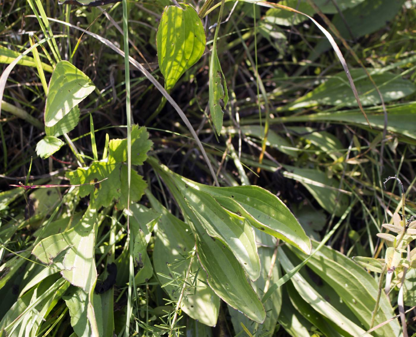 Arnoglossum plantagineum image
