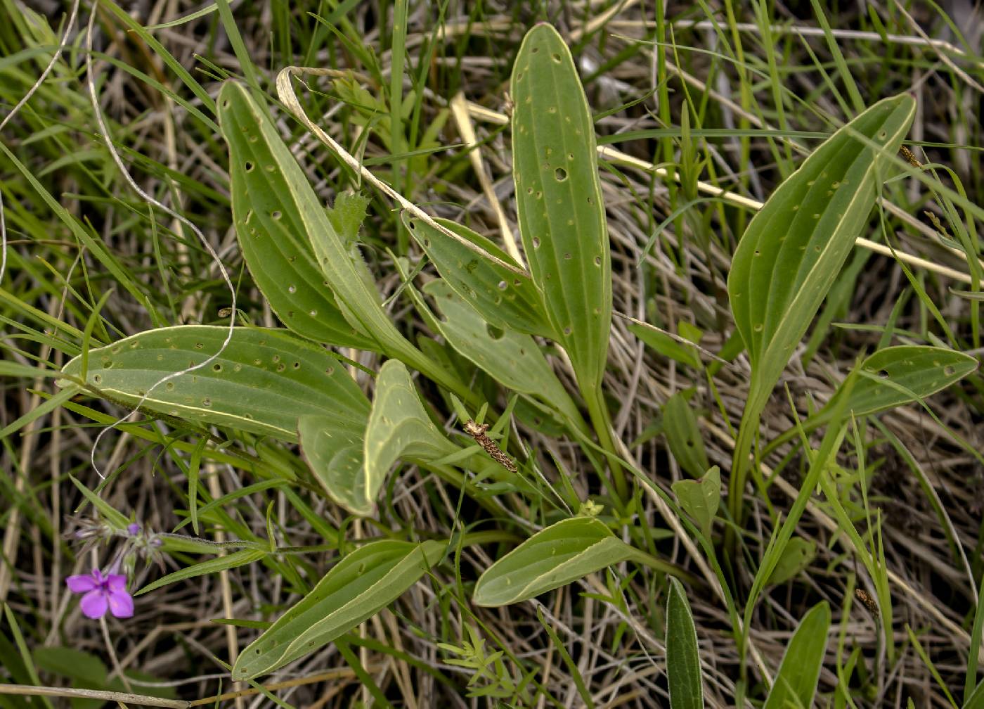 Arnoglossum plantagineum image