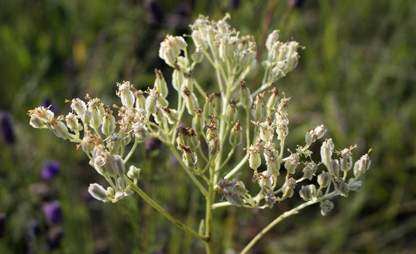 Arnoglossum plantagineum image