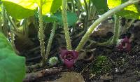 Image of Asarum