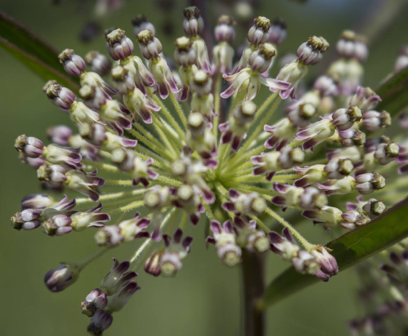 Asclepias hirtella image
