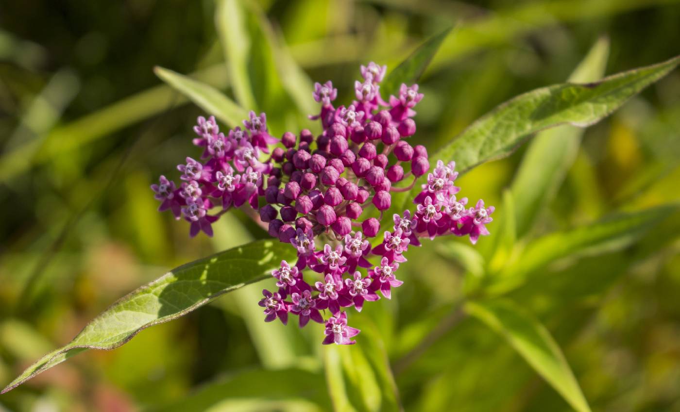 Asclepias incarnata image
