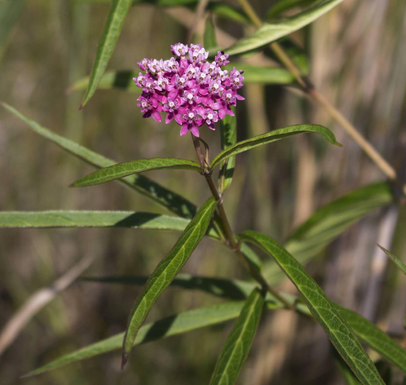 Asclepias incarnata image