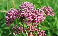 Image of Asclepias incarnata