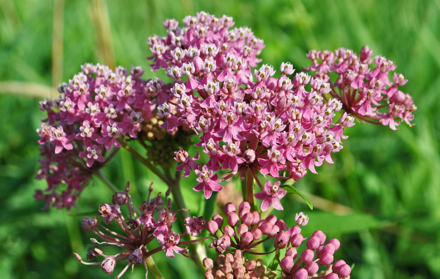 Asclepias incarnata image