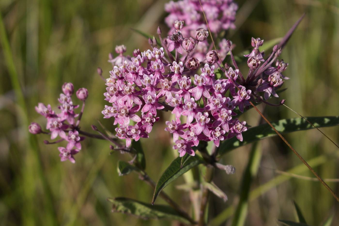 Asclepias incarnata image