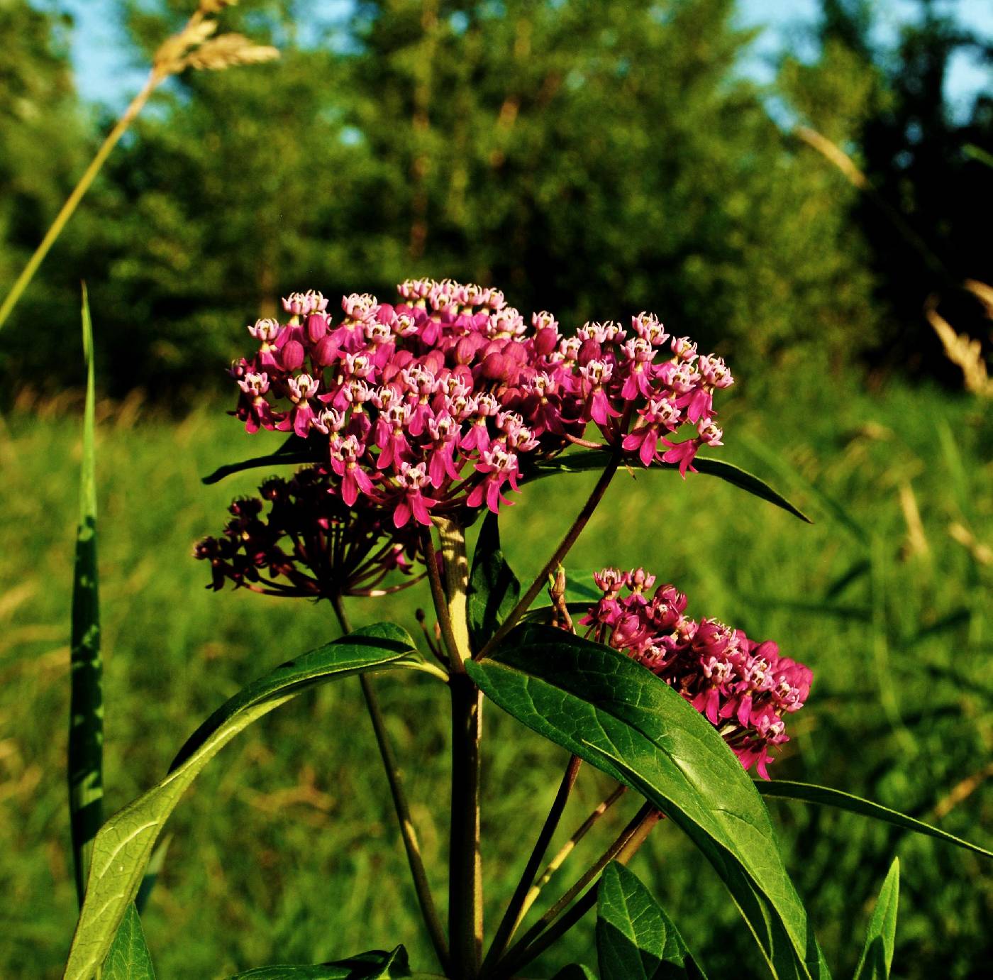 Asclepias incarnata image