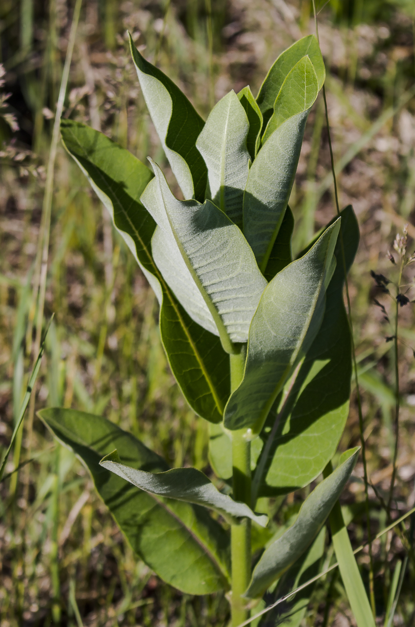 Asclepias syriaca image