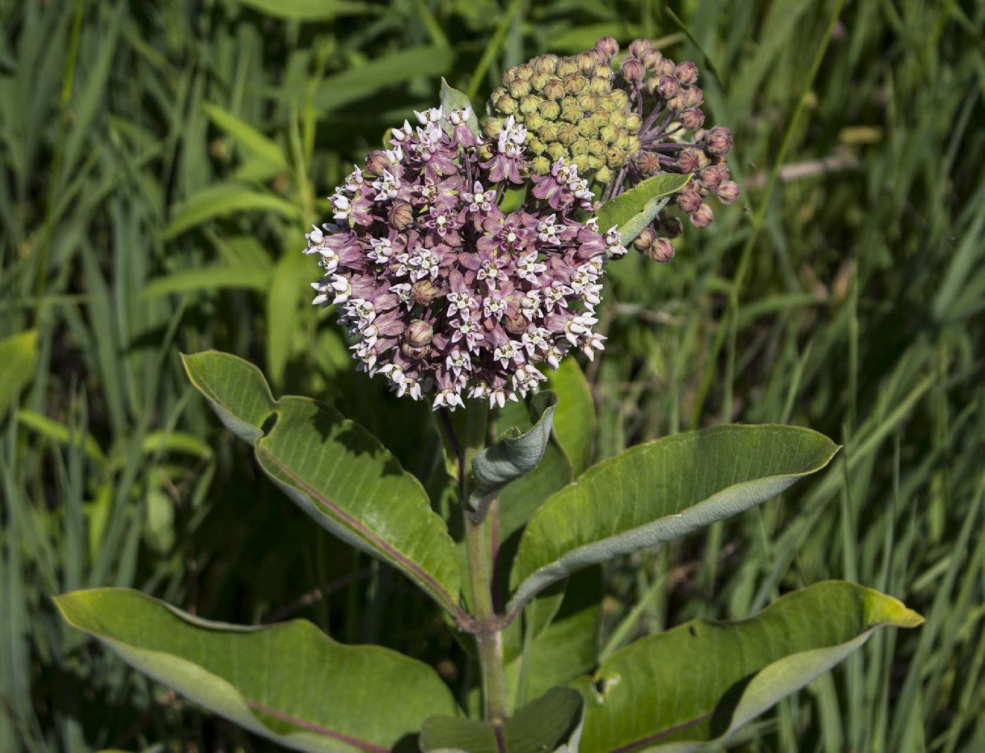 Asclepias syriaca image