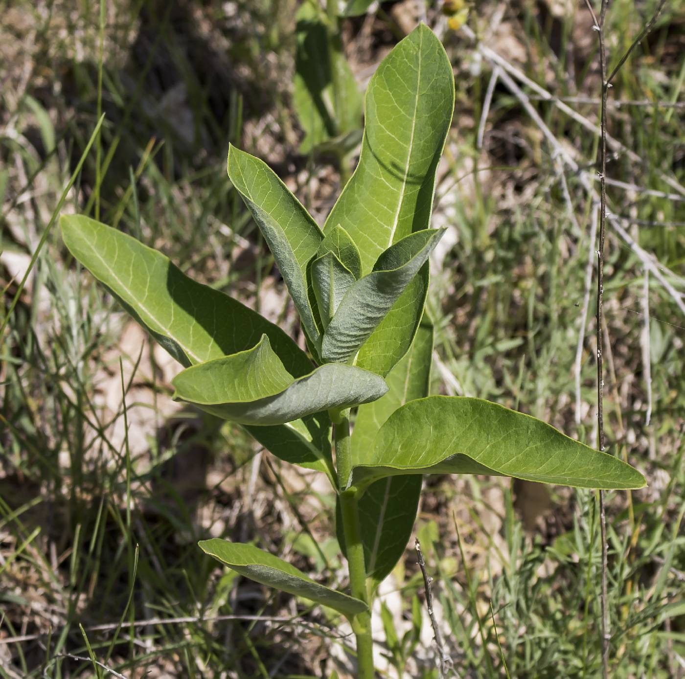 Asclepias syriaca image