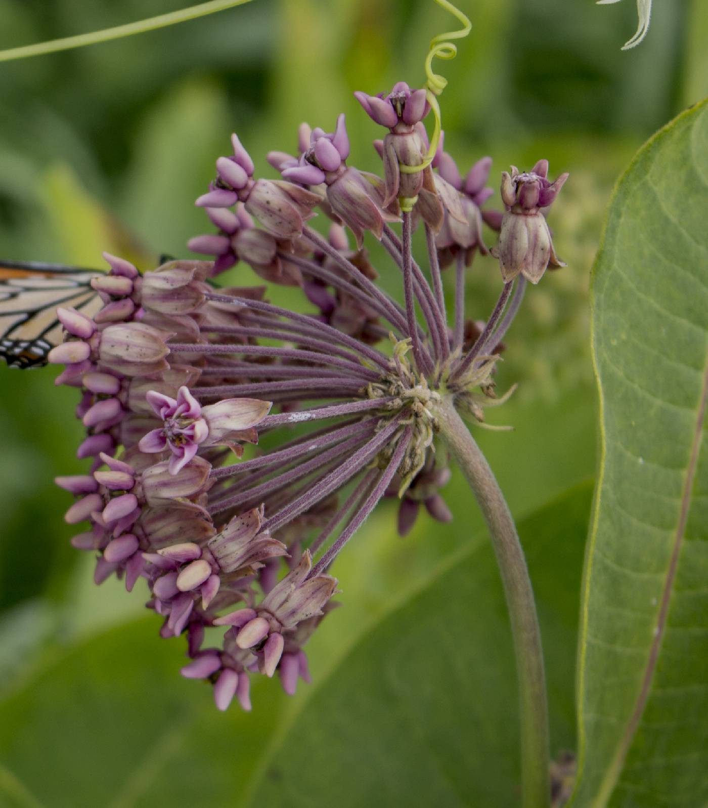 Asclepias syriaca image