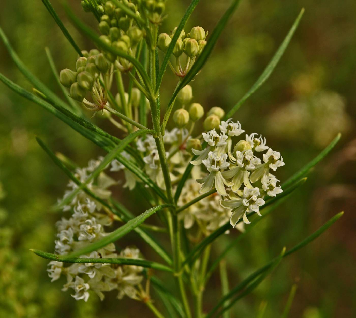 Asclepias verticillata image