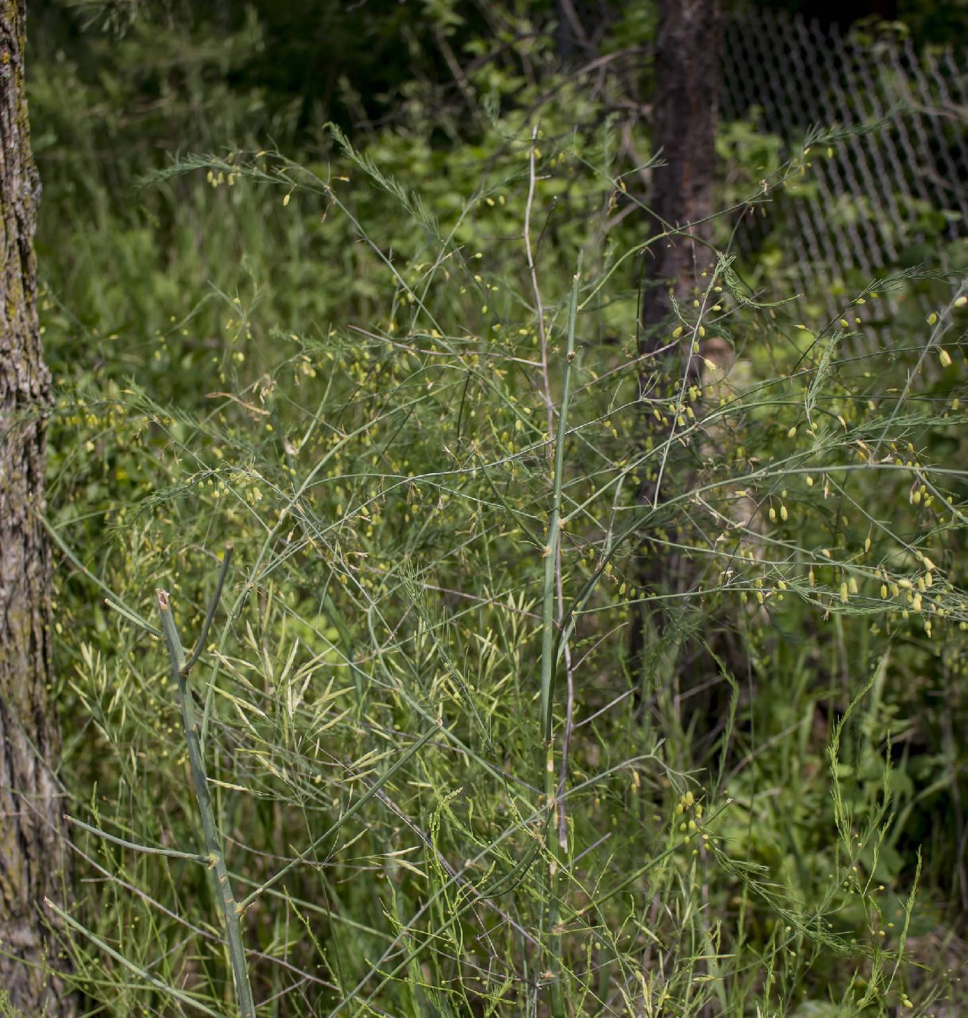 Asparagus officinalis image