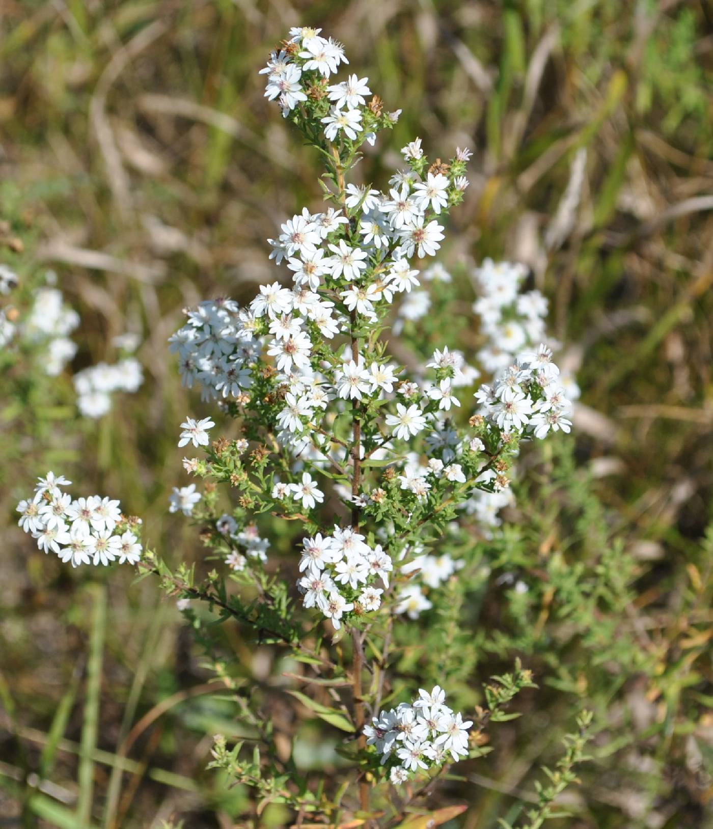 Symphyotrichum ericoides image