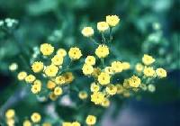 Image of Tanacetum balsamita