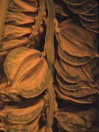Beckmannia syzigachne image