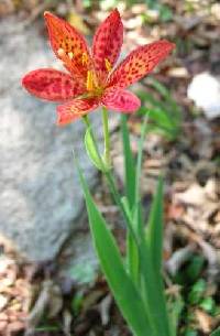 Iris domestica image
