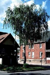 Image of Betula pendula
