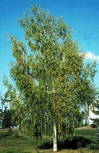 Image of Betula populifolia