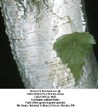 Betula populifolia image