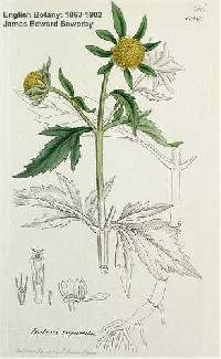 Image of Bidens tripartita