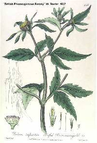 Bidens tripartita image