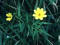 Bidens trichosperma image