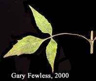 Bidens discoidea image