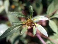 Bidens frondosa image
