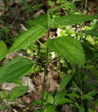 Boehmeria cylindrica image