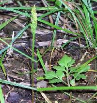 Image of Sceptridium oneidense