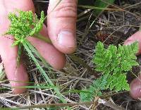 Image of Sceptridium rugulosum